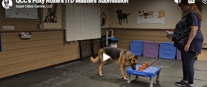 Quad Cities Canine facility: a trainer and dog practicing at a low table